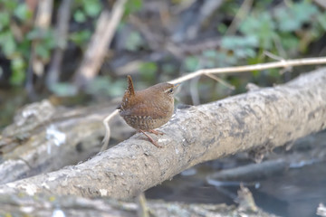 Eurasian Wren (Troglodytes troglodytes) is one of the most beautiful singing birds in the world.