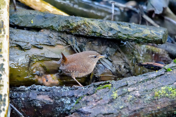 Eurasian Wren (Troglodytes troglodytes) is one of the most beautiful singing birds in the world.