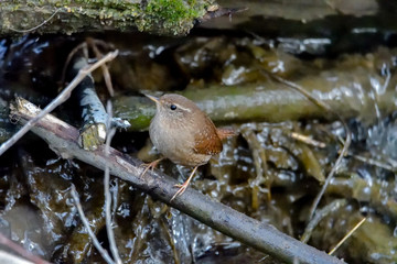 Eurasian Wren (Troglodytes troglodytes) is one of the most beautiful singing birds in the world.