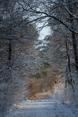 Forest and snow. Winter at Maatschappij van Weldadigheid Frederiksoord Drenthe Netherlands