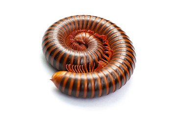 Isolated close-up of a curling millipede