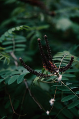 Close up photography of flower from a forest tree.