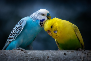 Portrait of a two budgies (melopsittacus undulatus) perched on a branch in germany 