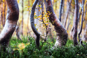 Birkenwald mit knorrigen Bäumen an der Baumgrenze im Nationalpark Reinheimen in Norwegen