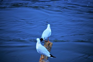 two beautiful white birds standing on wooden stick in water