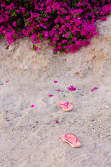 pink flip flops in the sand, flowering
