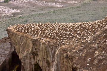Large nesting colony of Australasian gannet, Morus serrator, Muriwai Beach Northern Iceland of New...