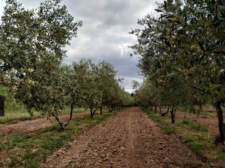 olive grove in the countryside