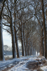 Lane structure with beechtrees. Snow. Winter at Maatschappij van Weldadigheid Frederiksoord Drenthe Netherlands