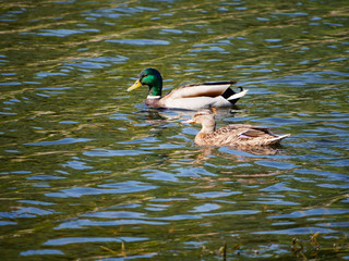 wild gray duck mallard on the water