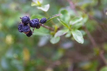Wizened black berries growing on a green plant
