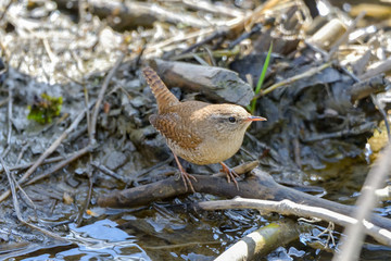 Eurasian Wren (Troglodytes troglodytes) is one of the most beautiful singing birds in the world.