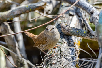 Eurasian Wren (Troglodytes troglodytes) is one of the most beautiful singing birds in the world.