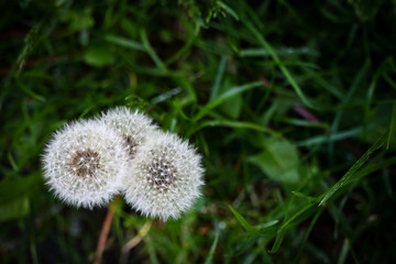 Three white fluffy dandelions on green grass