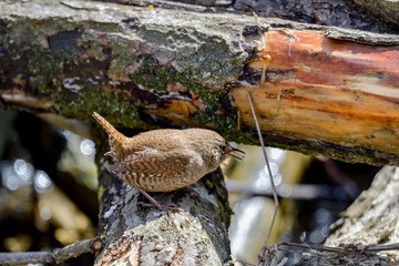 Eurasian Wren (Troglodytes troglodytes) is one of the most beautiful singing birds in the world.