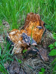 mushroom in the forest