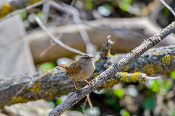 Eurasian Wren (Troglodytes troglodytes) is one of the most beautiful singing birds in the world.