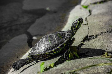 Trachemys or Yellow-bellied Turtle in a swamp close-up. Reptiles.