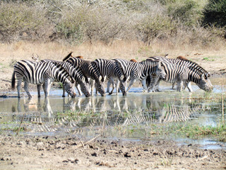 Fototapeta na wymiar Herd of zebras drinking 