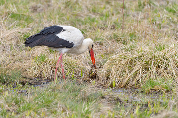 White stork, Ciconia ciconia. In the early morning, a bird walks through a swamp in search of food.