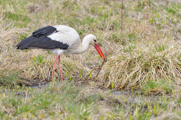 White stork, Ciconia ciconia. In the early morning, a bird walks through a swamp in search of food.