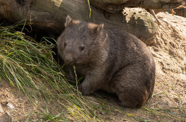 wombat eating grass in copenhagen zoo