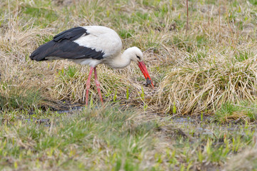White stork, Ciconia ciconia. In the early morning, a bird walks through a swamp in search of food.