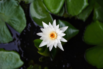 The Outstanding White Lotus Flower In A Shallow And Murky Water In The Pond Full Of Lotus Leaf. With Foreground Of Dry leaf. Calmness At The Moment. Wind Blows Gently. Breeze. Relaxation Moment