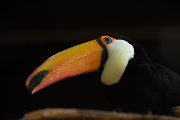 toucan sitting looking out 