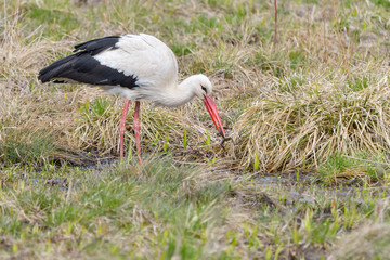 White stork, Ciconia ciconia. In the early morning, a bird walks through a swamp in search of food.