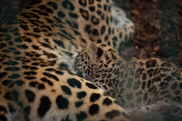 leopard with its baby in copenhagen zoo