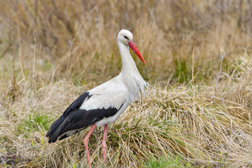 White stork, Ciconia ciconia. In the early morning, a bird walks through a swamp in search of food.