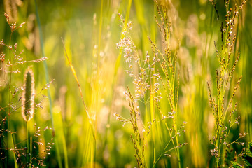 Sun rays at sunset through the grass and flowers in the field. Russia, Vladimir