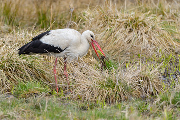 White stork, Ciconia ciconia. In the early morning, a bird walks through a swamp in search of food.