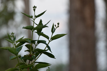 green leaves on a branch