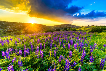 Blue lupine flowers at sunset on a hillside of the biblical Valley of Elah where David fought Goliath, Israel
