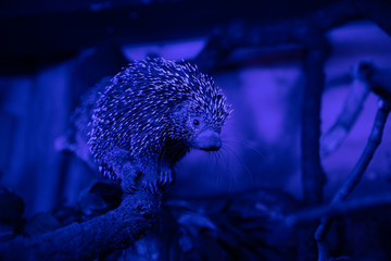 tree porcupine in blue light on a tree branch  © mariahvid