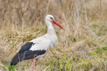 White stork, Ciconia ciconia. In the early morning, a bird walks through a swamp in search of food.
