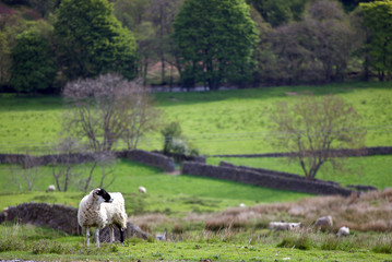 white and black sheep with Yorkshire Dales vista in the background