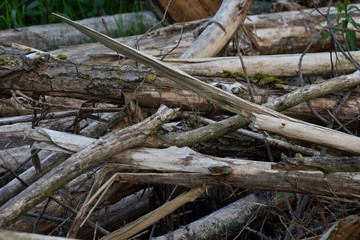 Obraz premium dead tree trunk in a forest in a swamp