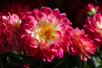Fototapeta premium beautiful garden dahlias macro photo