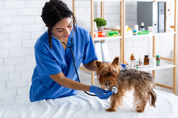 Animal cardiology. African American veterinarian doc checking little dog's heart rate with stethoscope in clinic