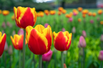 Many beautiful bright yellow-red tulips close-up. Flower background