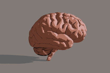3d illustration of human brain