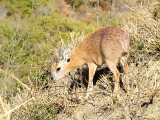 Sharpe's Grysbok nibbling leaves
