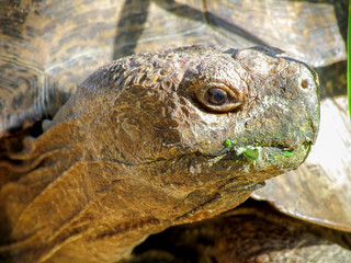 Close up portrait of a tortoise head