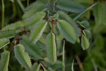 green leaves of a plant