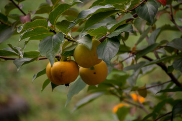 Fruit on the tree