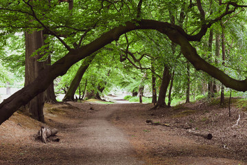 Naklejka premium path in the forrest in england