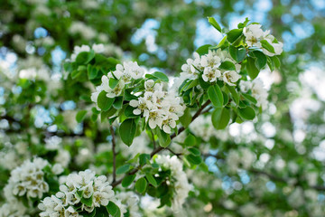 Pear fruit tree blossom in spring. Floral texture. Soft selective focus.